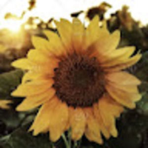 Meet your Posher, Anahi